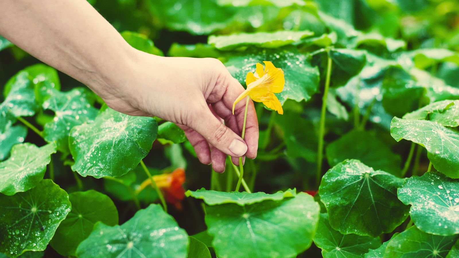 A shot of a person in the process of harvesting flowers outdoors