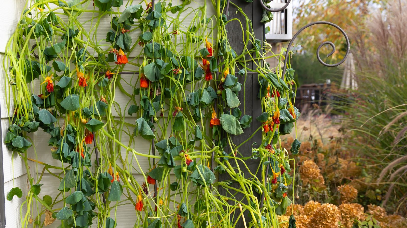 A shot of a plant and its flowers on a trellis outdoors