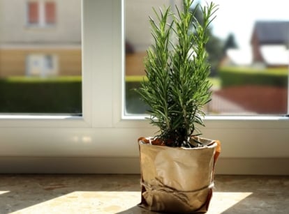 A shot of an herb near a window that is one method of growing rosemary indoors