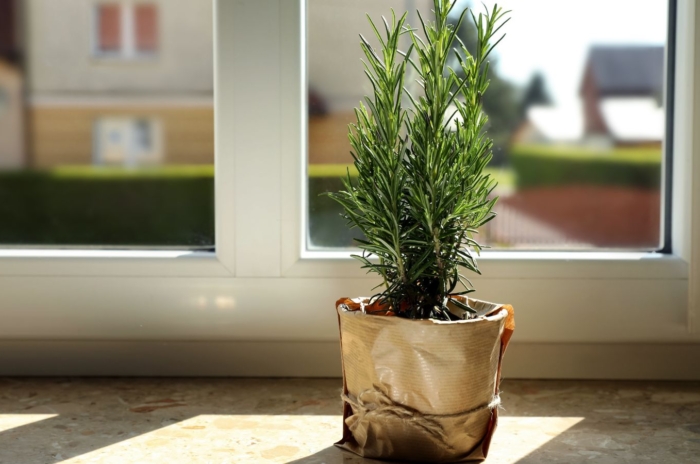 A shot of an herb near a window that is one method of growing rosemary indoors