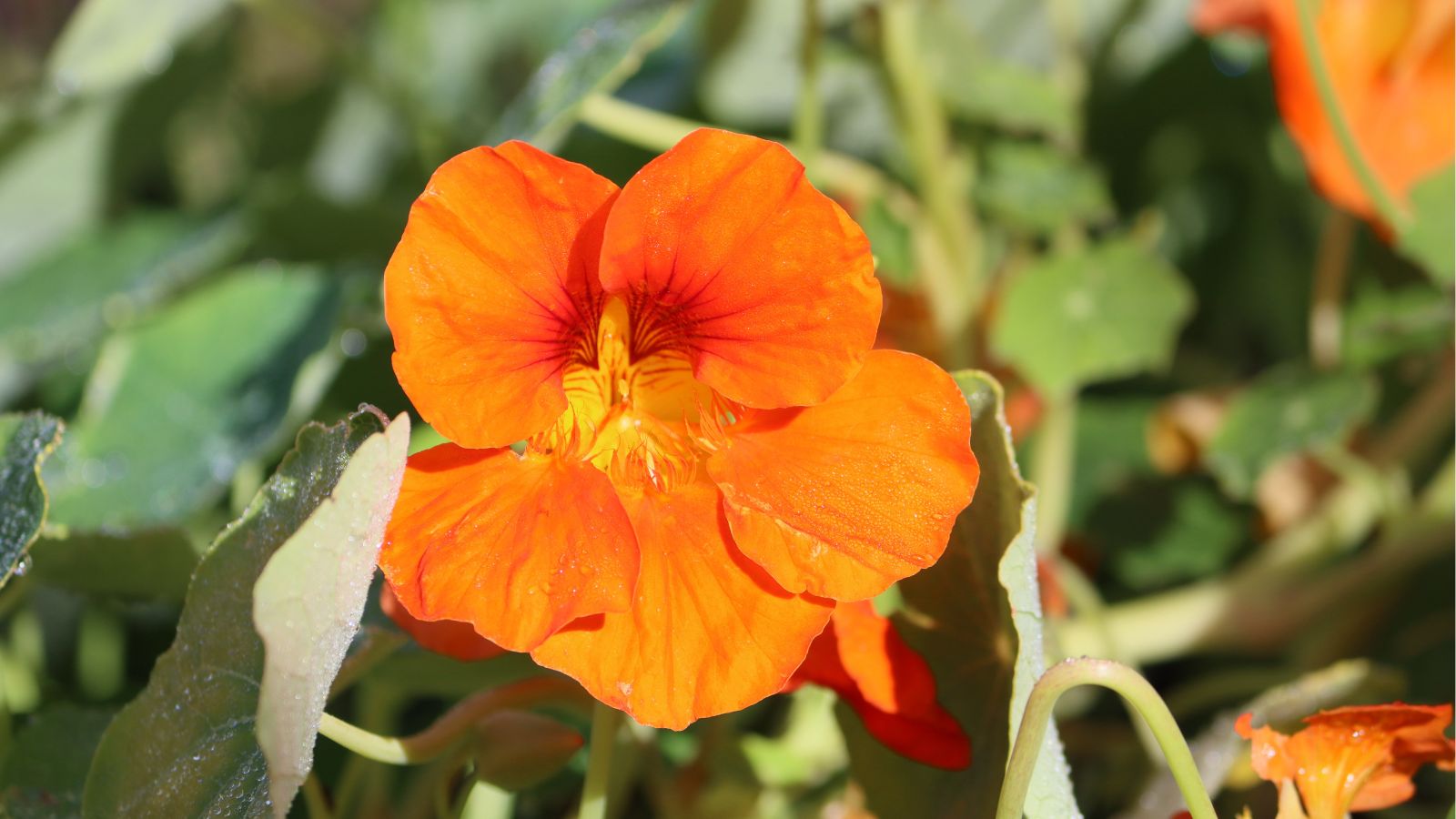 A shot of an orange Tropaeolum flowers basking in bright sunlight outdoors
