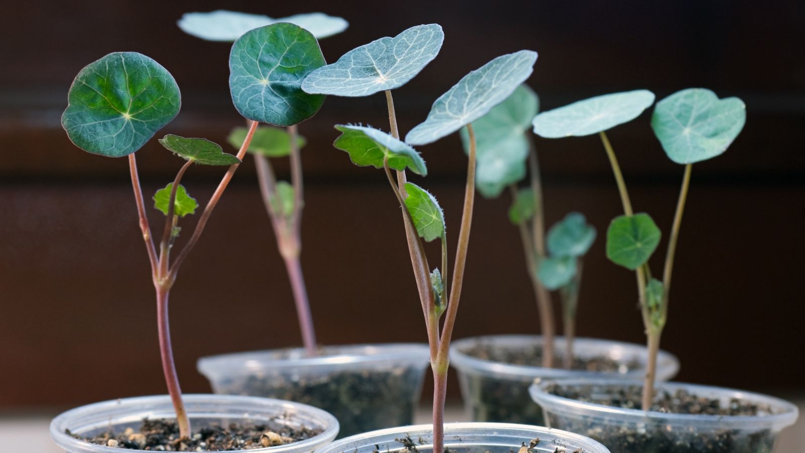 A shot of developing seedlings placed on makeshift nursery pots indoors