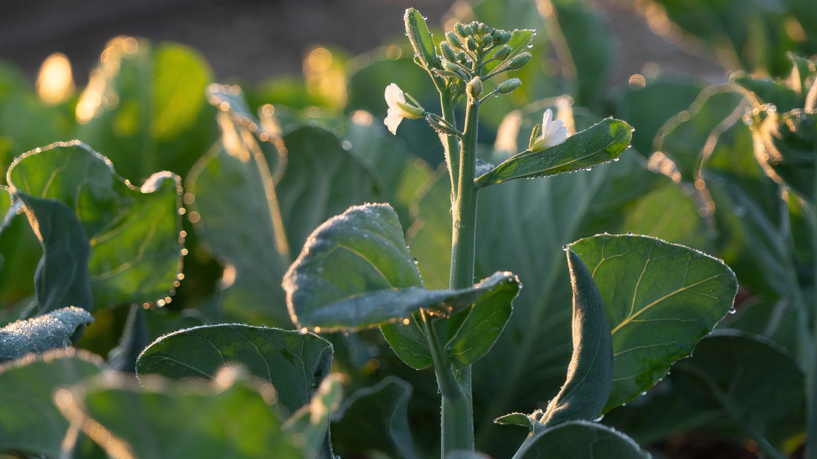 A shot of several developing leafy crops basking in sunlight outdoors
