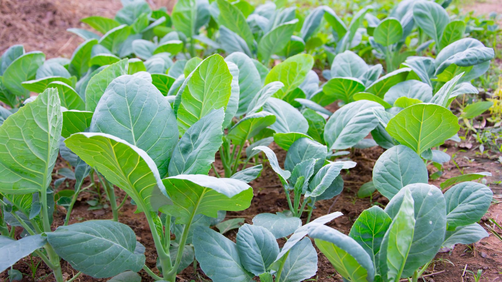 A shot of several developing leaves of a crop in a well lit area outdoors