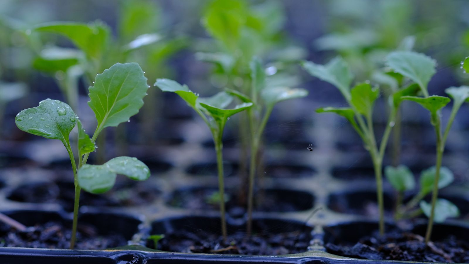 A shot of several developing seedlings of a leafy crop in a seed starting tray indoors