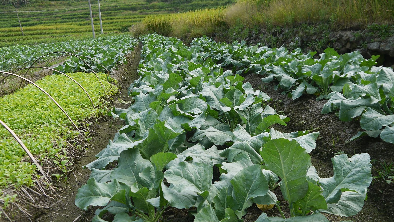 A shot of several rows of developing crops in a well lit area outdoors