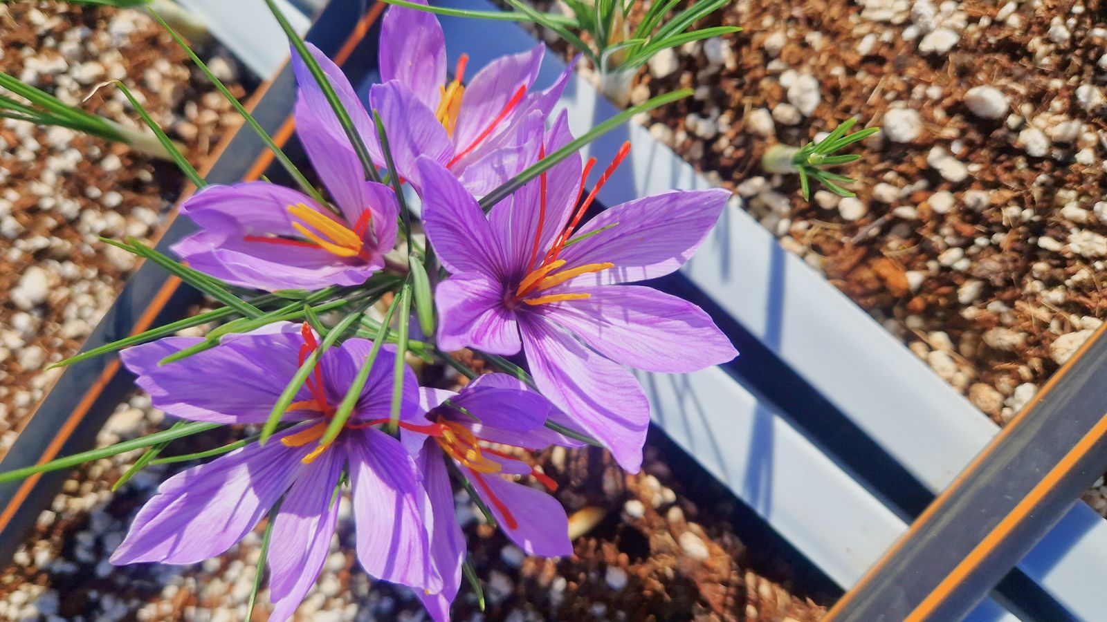 An overhead and close-up shot of a composition of purple colored flowers of a spice plant, all situated in a well lit area outdoors