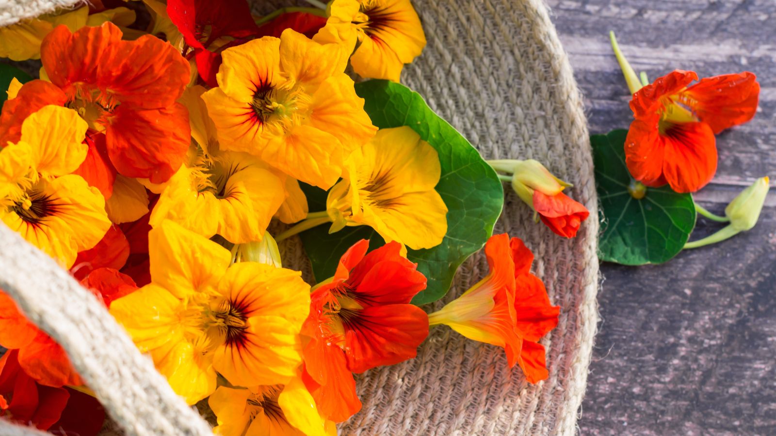 An overhead shot of freshly harvested flowers