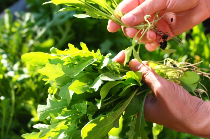 Arugula companion plants, appearing to have a person holding a bundle of green leaves that look freshly harvested under the warm sunlight