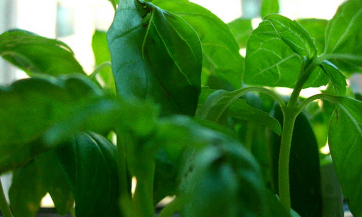 Basil leaves