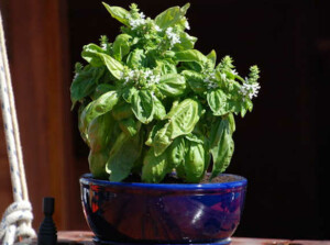 Growing basil indoors