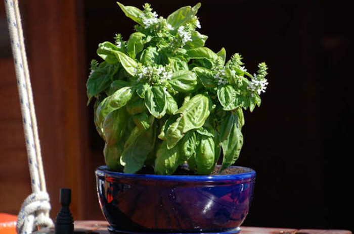 Growing basil indoors