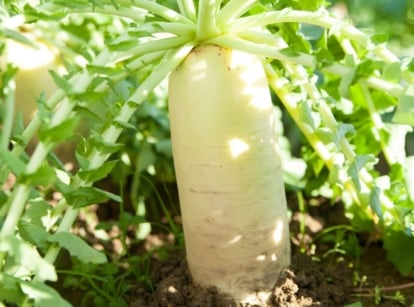 Growing daikon radish, appearing to have pure white skin and leafy green tops placed somewhere with abundant sunlight