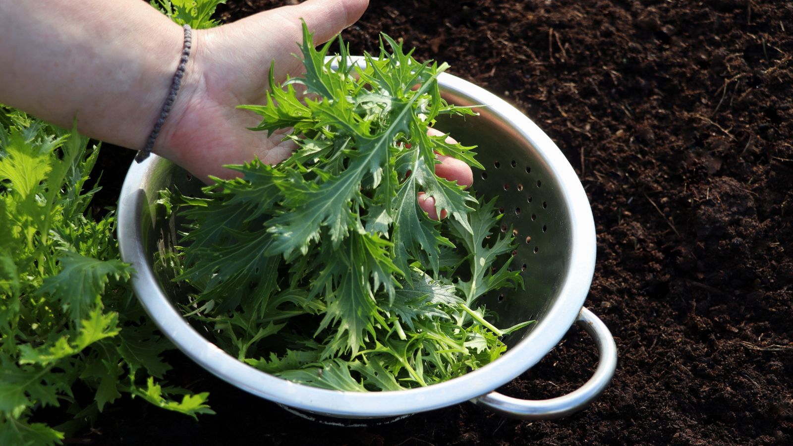 Harvested Brassica rapa var. nipposinica placed in a metal bowl on the ground with loamy dark brown soil