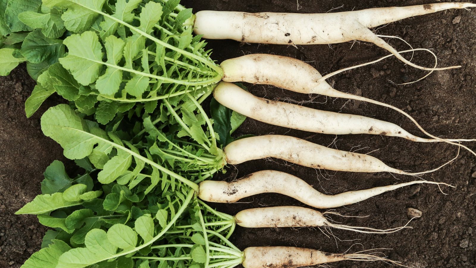 Harvested Raphanus sativus var. longipinnatus crops, appearing to have white skin with green leafy tops