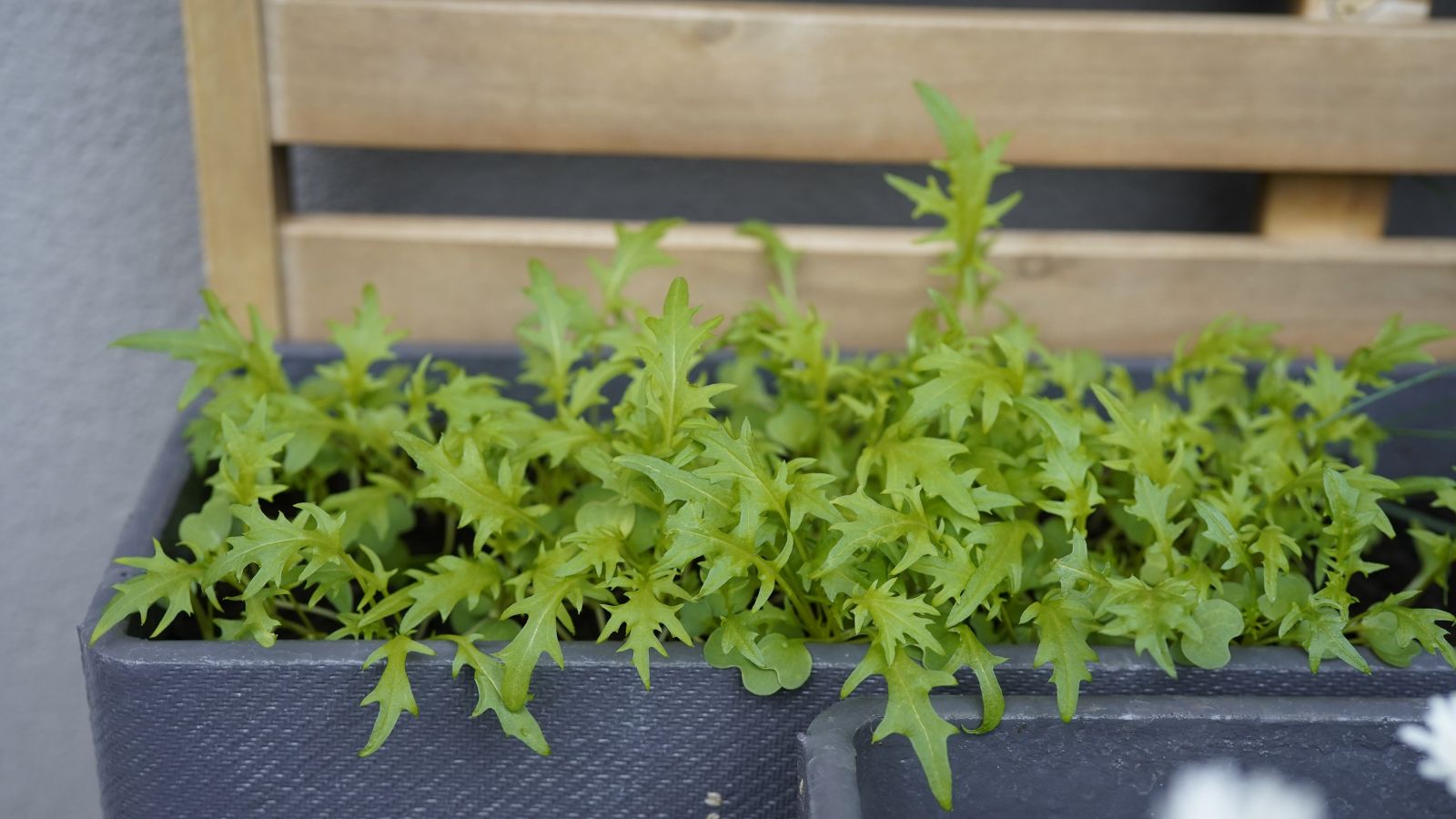 Potted Brassica rapa var. nipposinica placed in a gray container, placed outdoors with abundant bright light