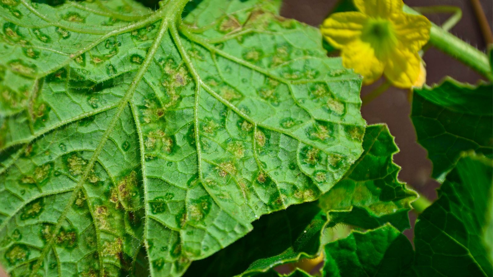 A shot of a leaf infected with Pseudomonas