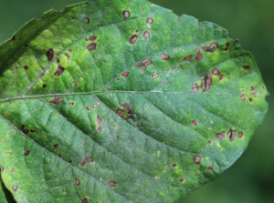 Cercospora leaf spot disease.