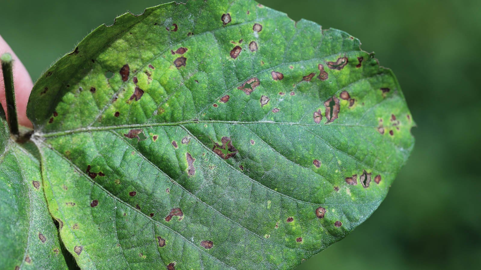 Cercospora leaf spot disease appearing to cause damage to a discolored leaf, forming dark brown lesions