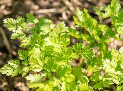 Chervil herb planted in a sunny spot in the garden.