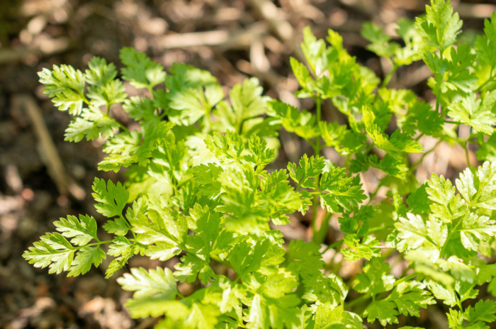 Chervil herb planted in a sunny spot in the garden.