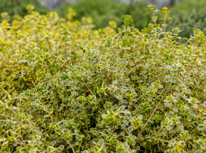 Lemon thyme plant in the garden.
