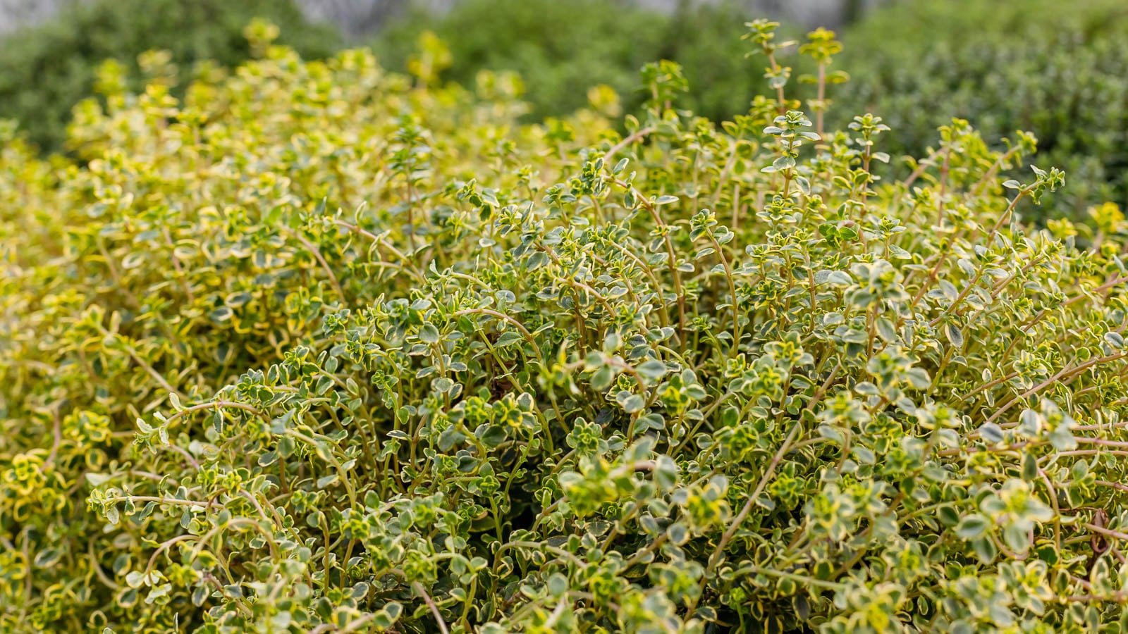 Lemon thyme plant in the garden.