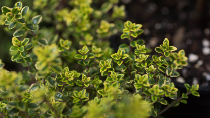 A close-up shot of a small composition of green leaves of an herb, showcasing how to grow thyme