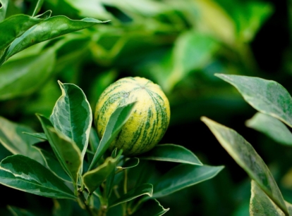 A closeup shot of a young pink lemonade tree appearing to have variegated leaves and a round fruit with unique markings