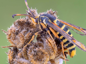 Raspberry crown borer.