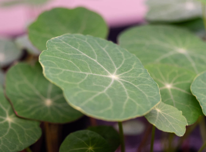 Nasturtium microgreens.