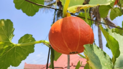A Cucurbita Maxima still on the vine surrounded by bright green leaves