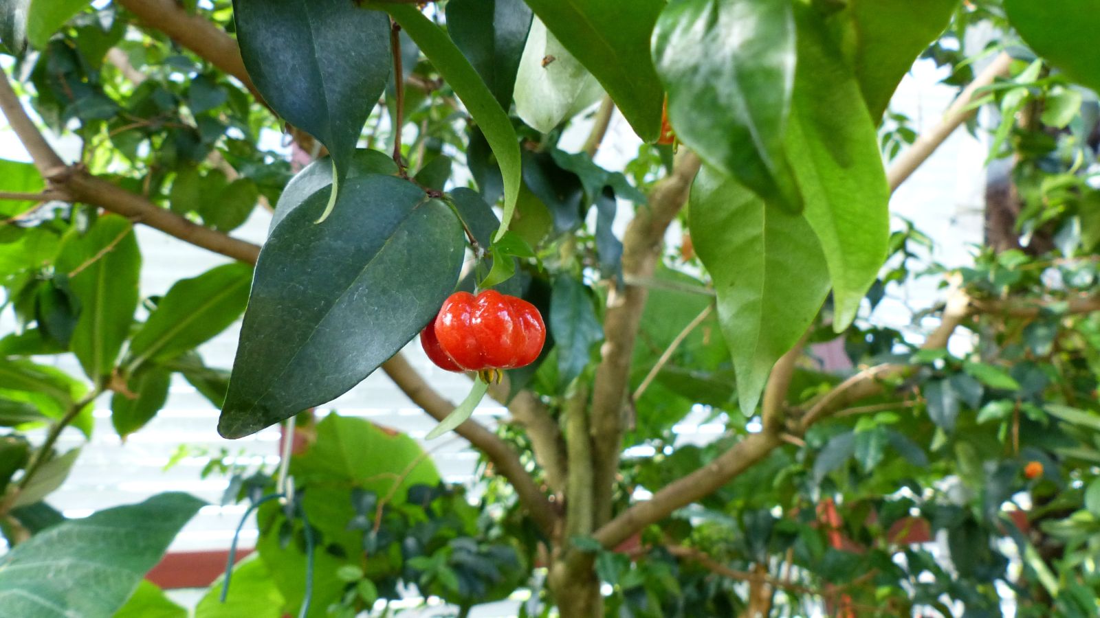 A Eugenia selloi fruit appearing bright red shot from afar, appearing to be surrounded by bright green leaves and woody stems