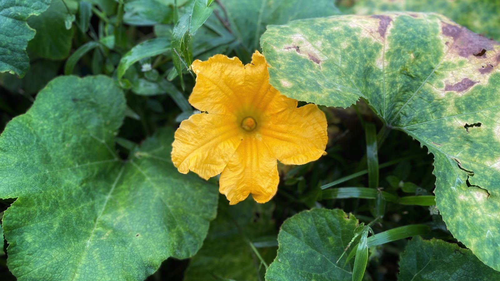 A bright yellow flower attached to a green plant with damaged parts that look brown and dry