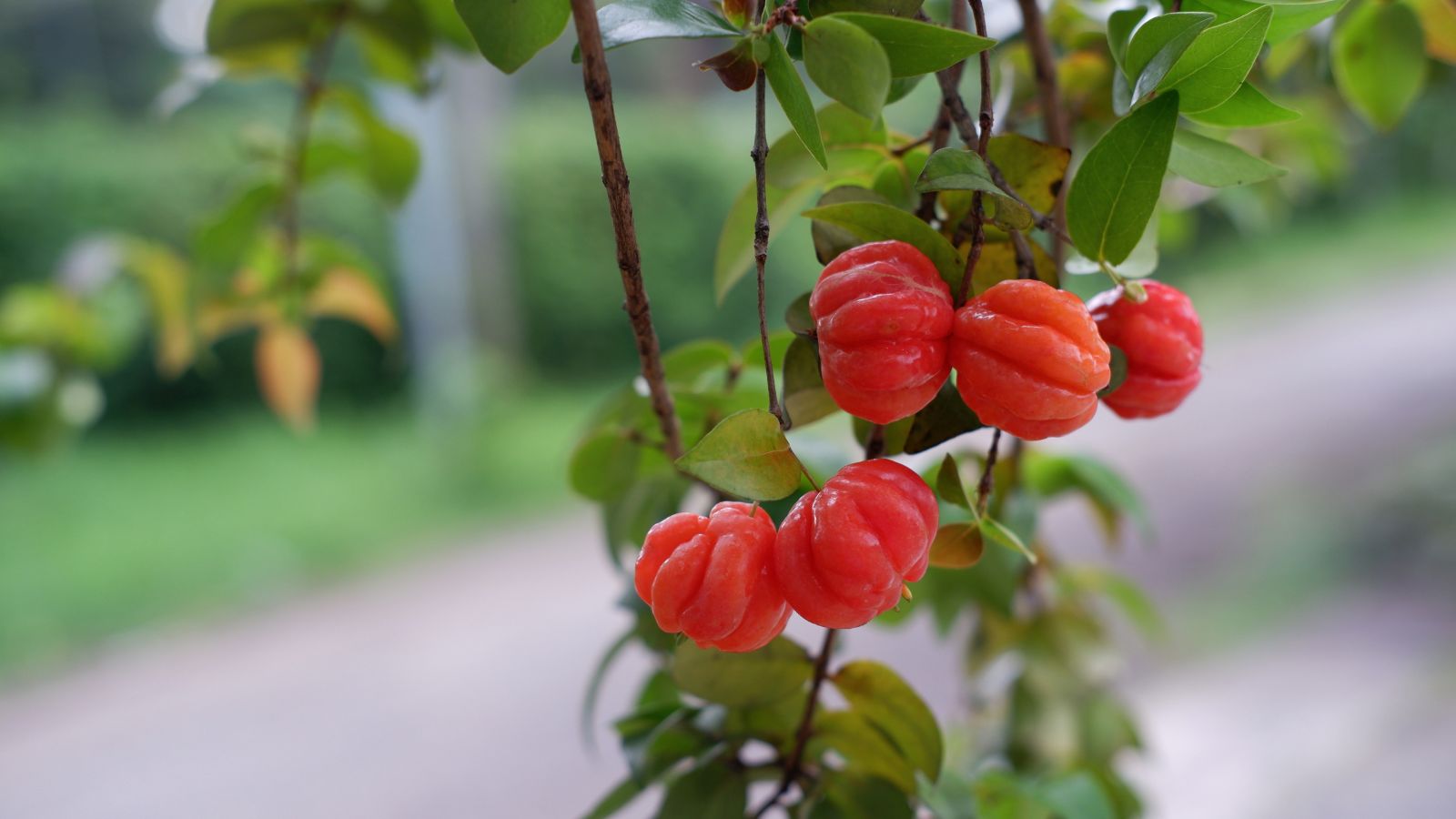 A bunch of Eugenia selloi fruits, appearing to have multiple pieces dangling off a plant with bright green leaves