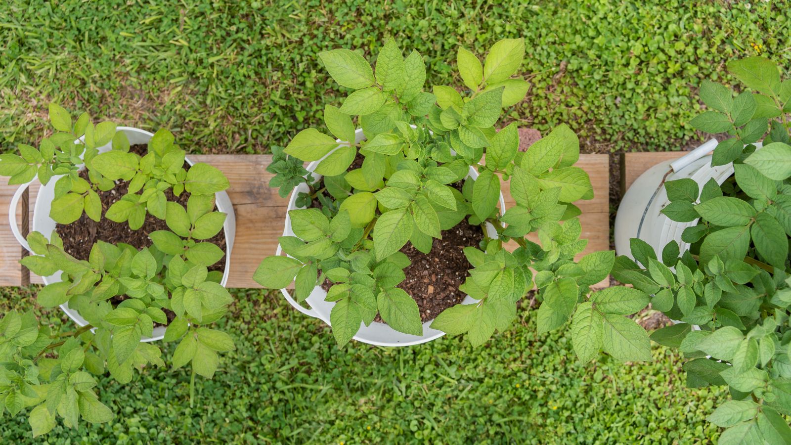 A close-up and overhead shot of developing foliage of a root crop, placed on several white containers, all situated in a well lit area outdoors