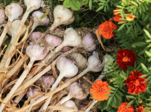 A close-up and overhead shot of several harvested allium crops, alongside marigold flowers, showcasing garlic companion plants