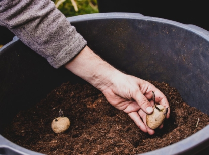 A close-up shot of a person's hand in the process of placing root crops, on a black colored container filled with soil, showcasing growing potatoes in a bucket