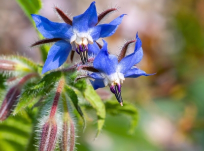 A close-up shot of a unique blue colored flowers showcasing a growing borage
