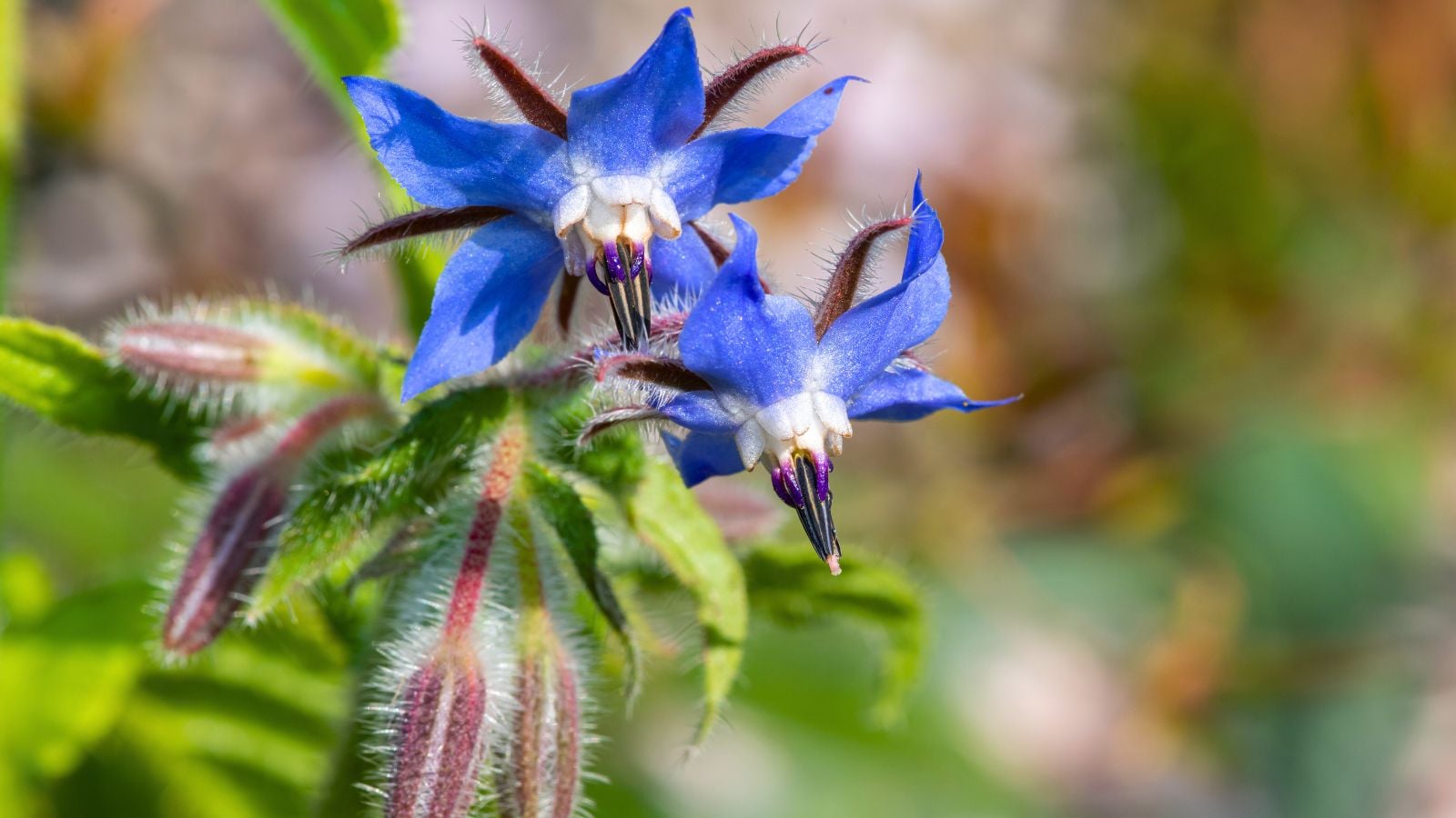 A close-up shot of a unique blue colored flowers showcasing a growing borage
