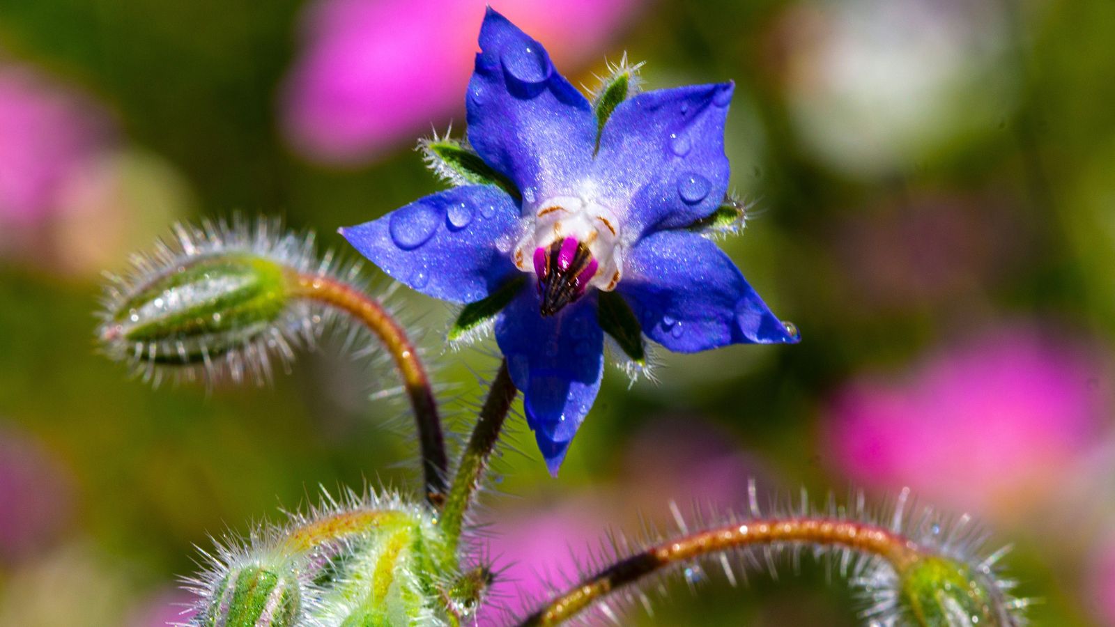 A close-up shot of blue colored star-shaped flowers alongside its stems in a well li area outdoors