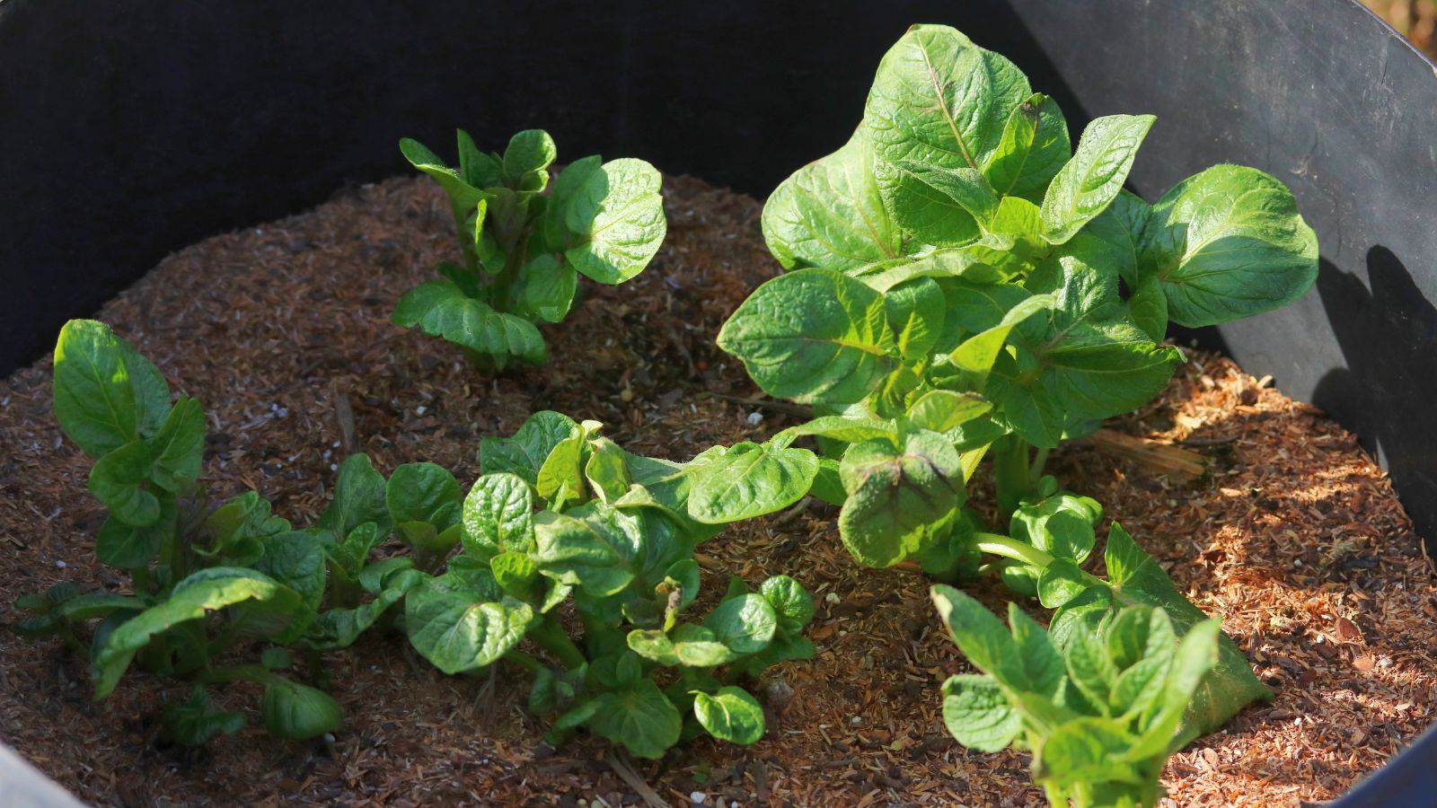 A close-up shot of developing foliage on a container filled with soil, all situated in a well lit area outdoors