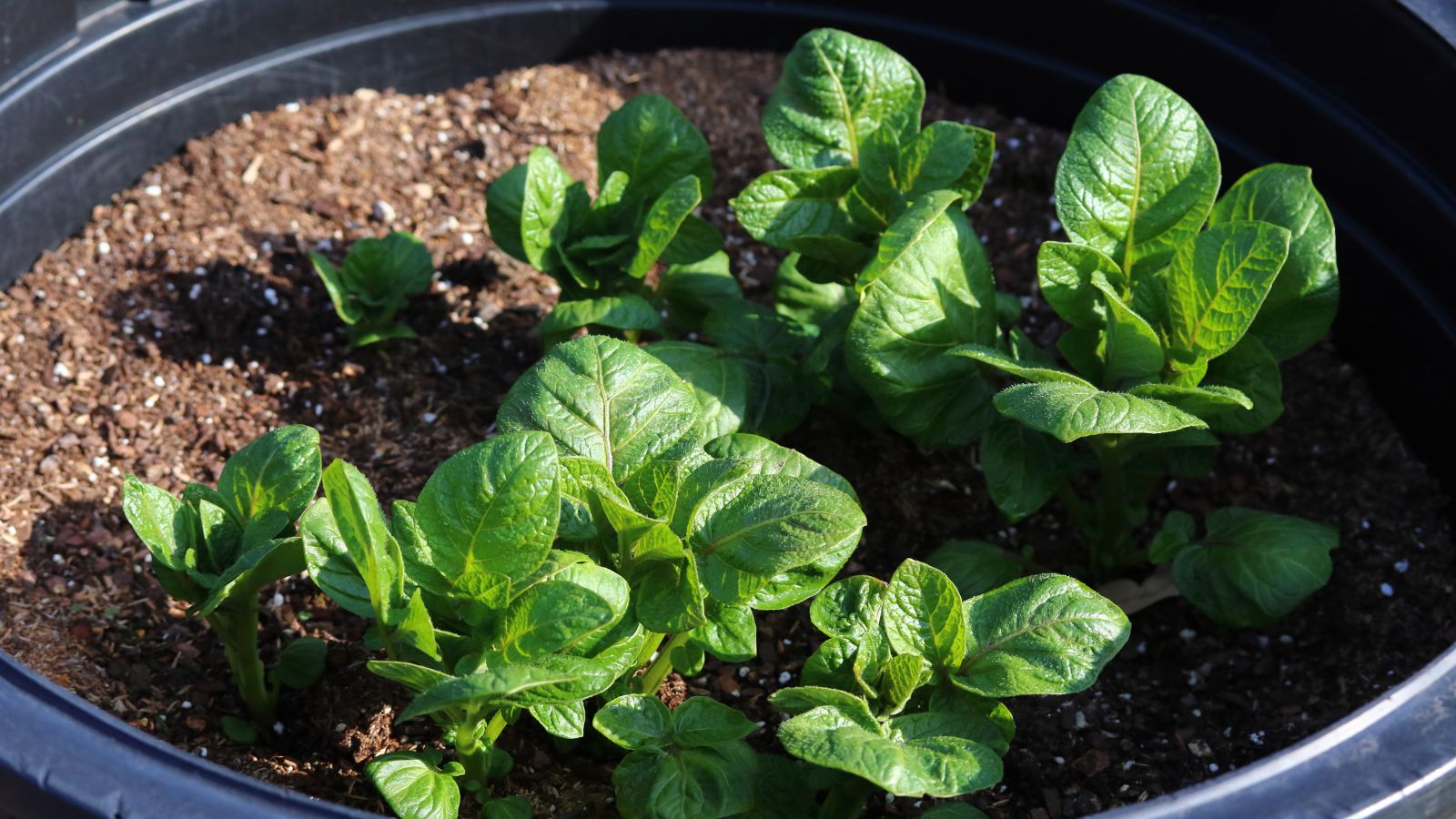 A close-up shot of green colored foliage of a root crop, placed on a black container, all situated in a well lit area outdoors