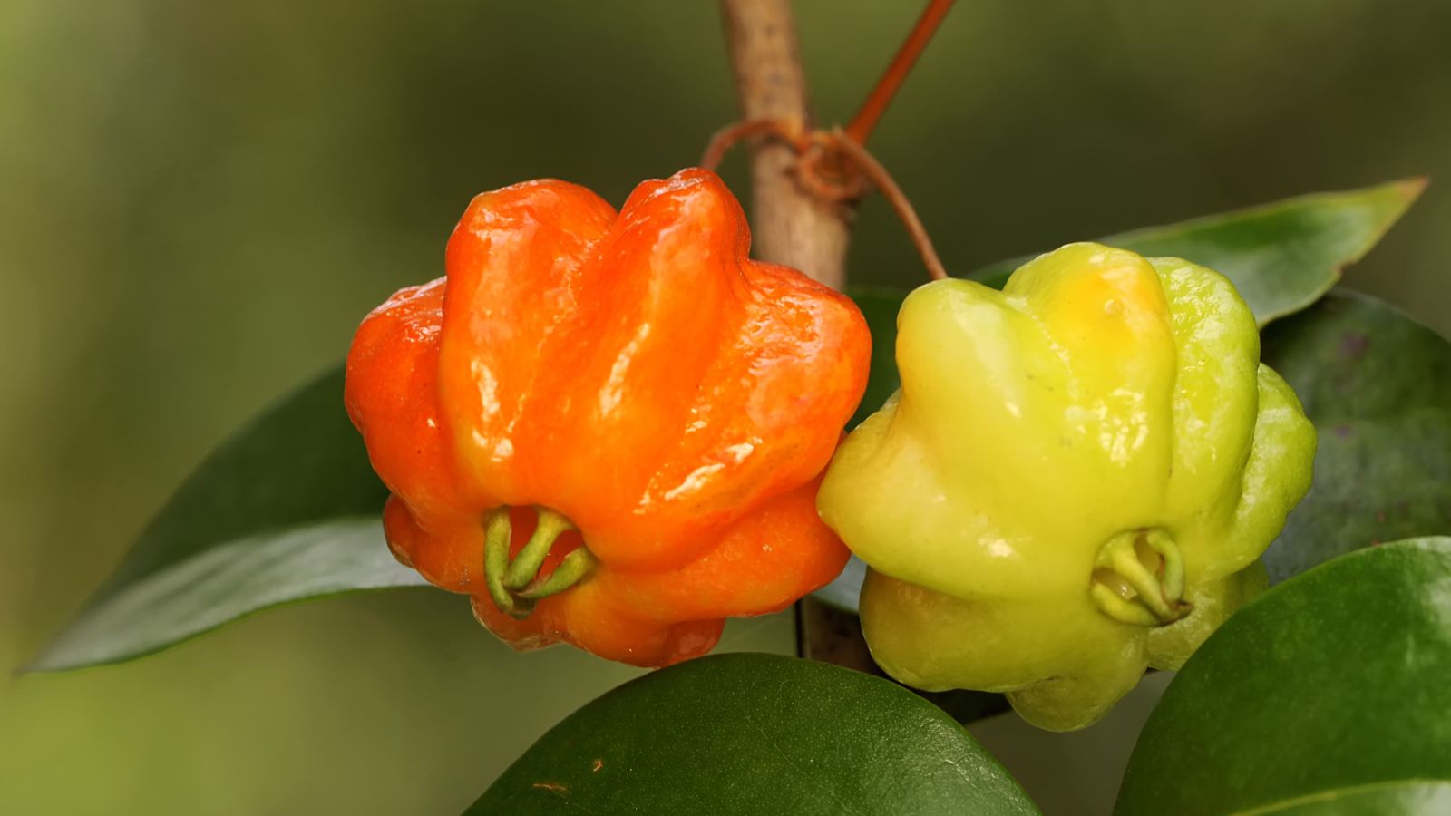 A closeup shot of Eugenia selloi appearing to have green leaves, the pieces having a bright red and pale green color
