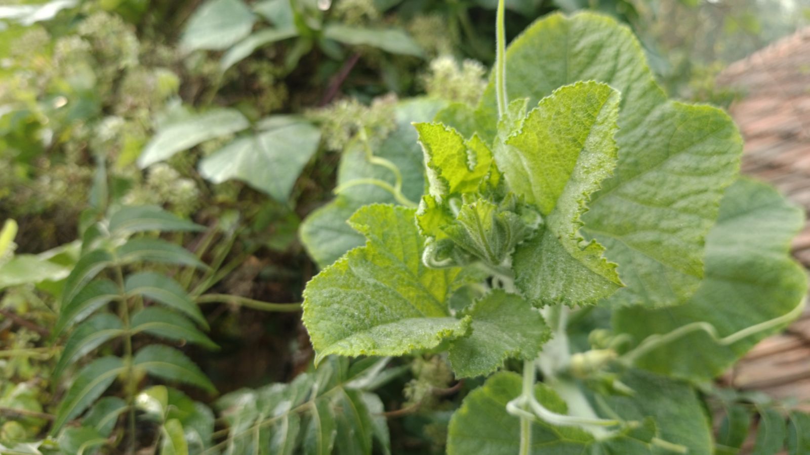 A plant with bright green leaves placed somewhere with sunlight