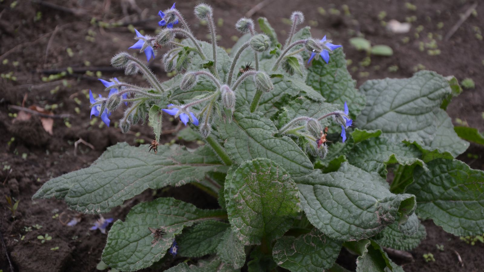 A shot of a developing flowering plant outdoors