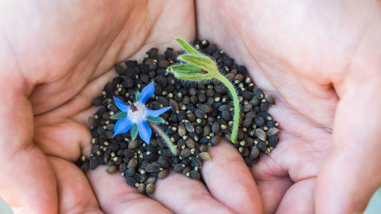 A shot of a person's hands holding a pile of seeds, flowers, and leaves of a plant