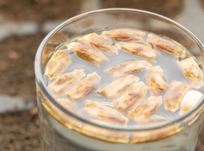 A shot of a process on how to soak seeds before planting