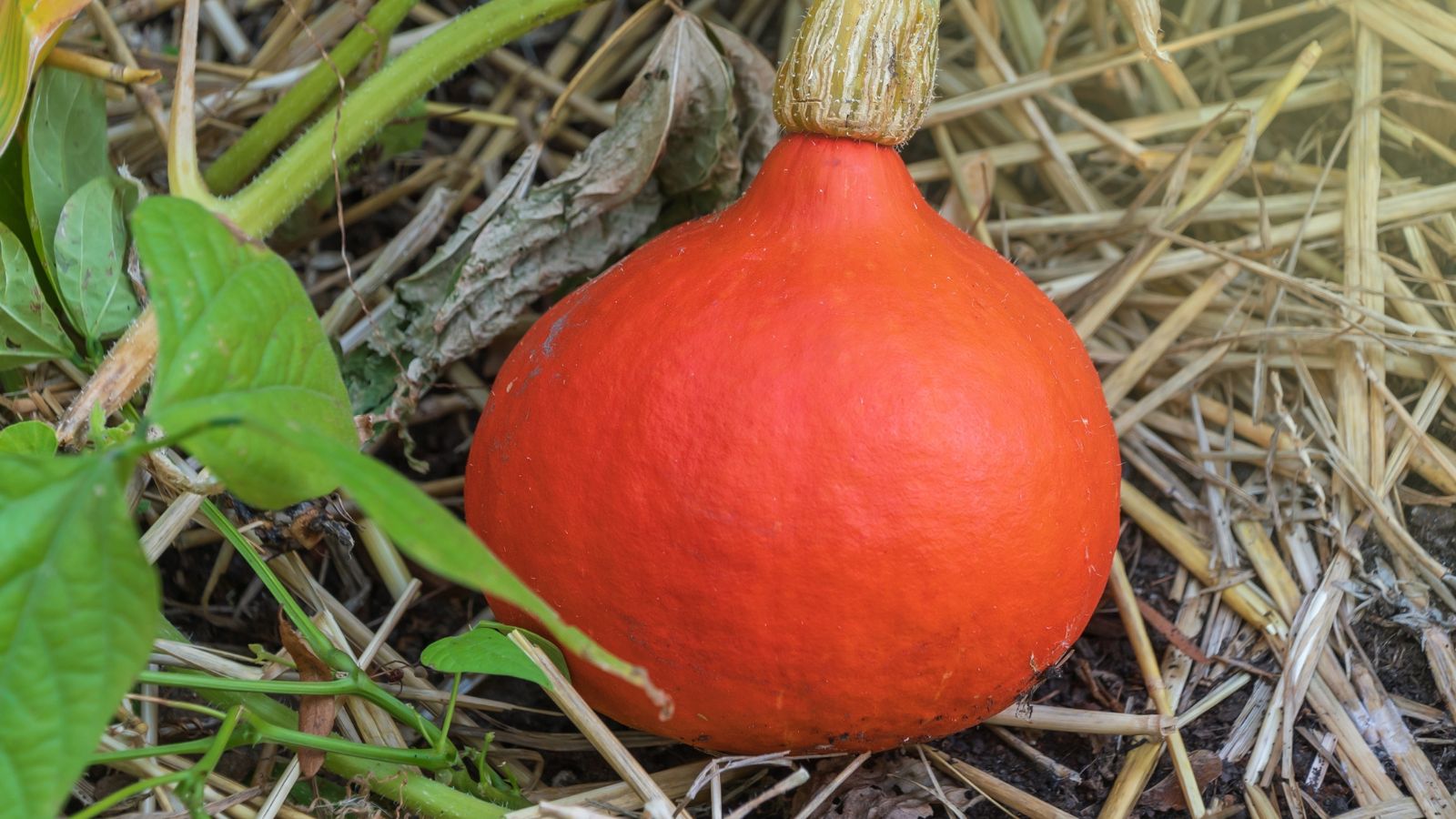 A small and young orange crop appearing round placed on a layer of straw