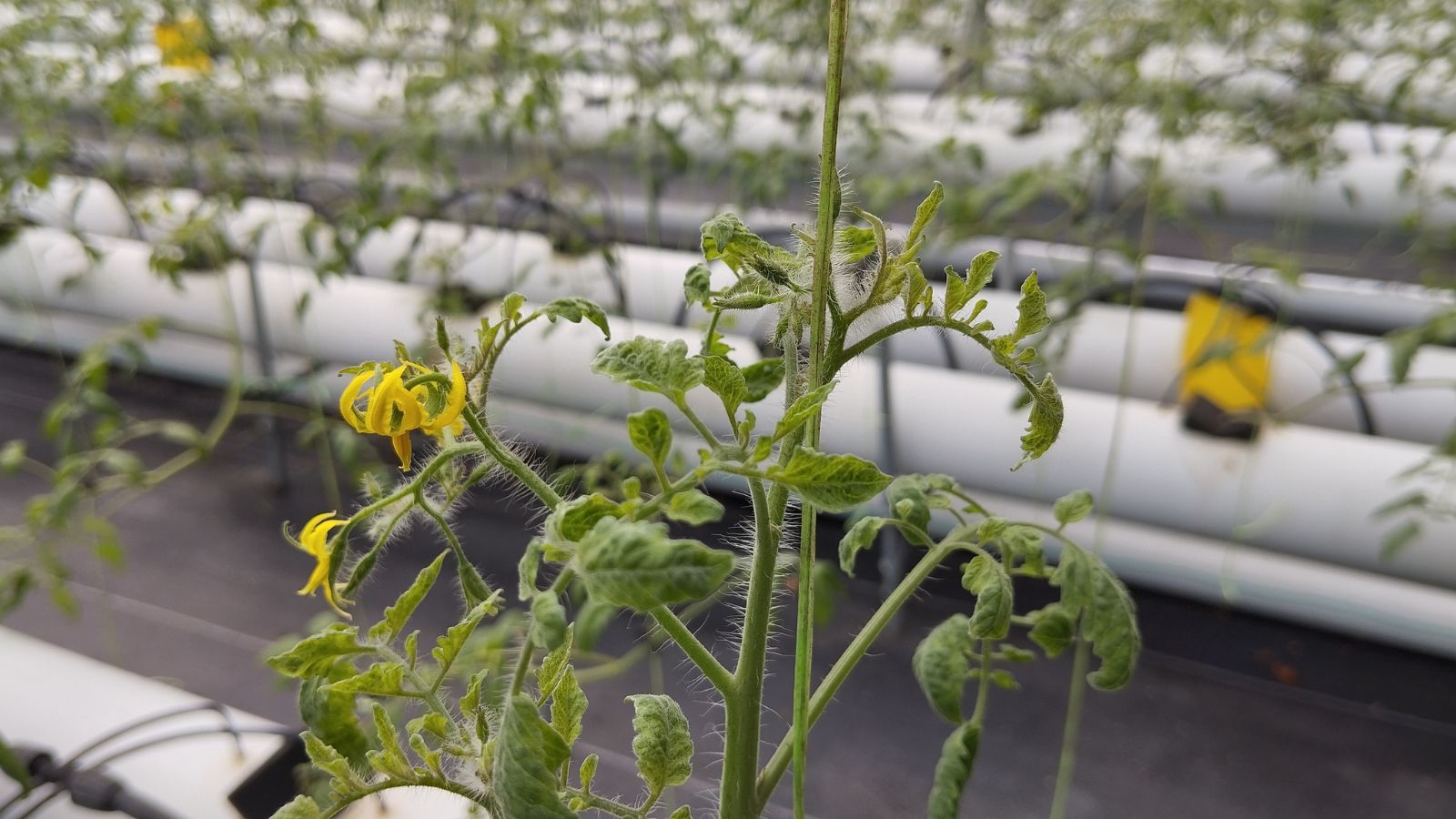 An area with many Solanum lycopersicum seedlings planted in hydroponics, appearing to be placed in white pipes with holes